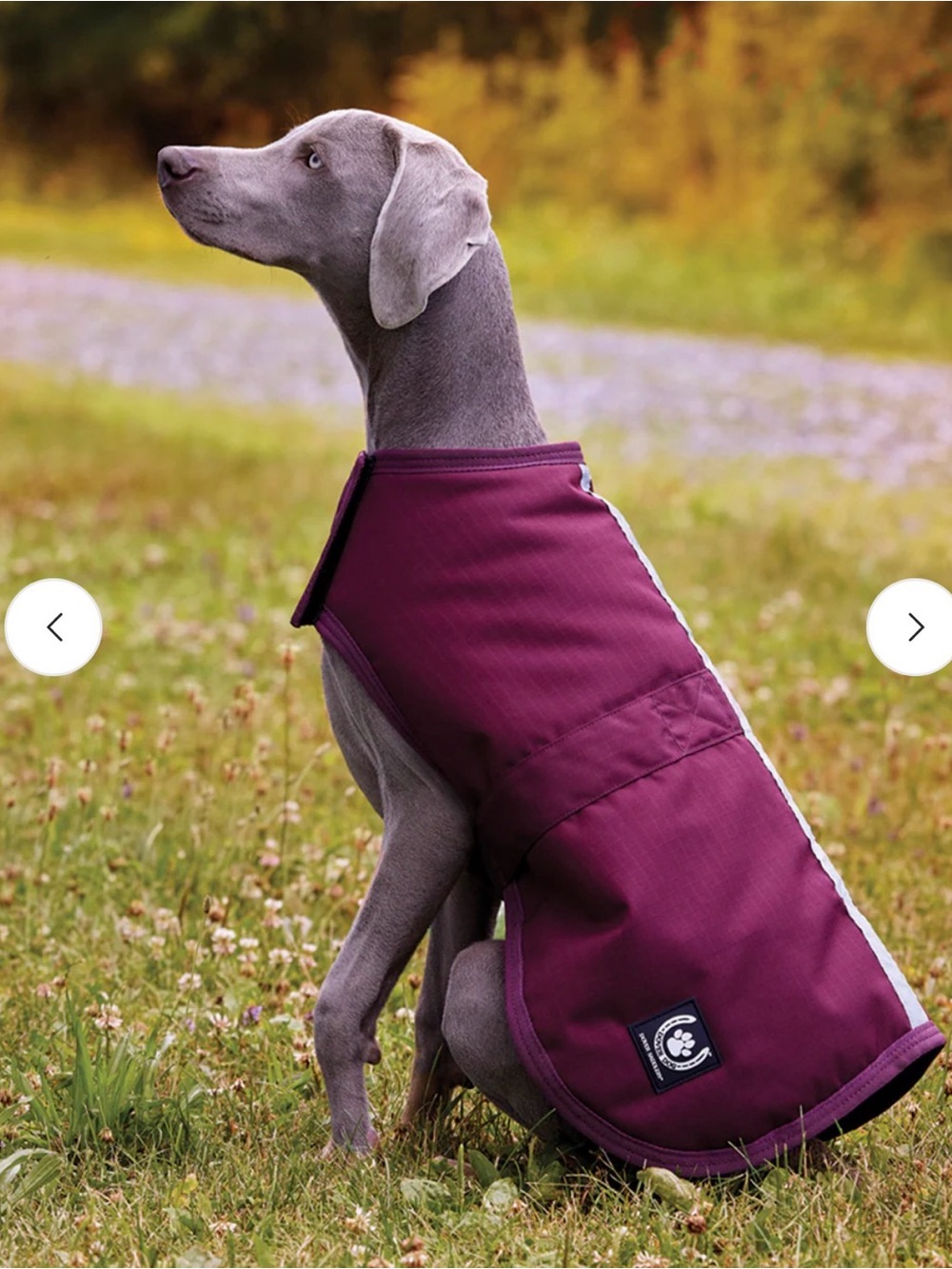 XL Dog Coat with Reflective Trim